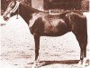 stallion Ibn Mahomet ox (Arabian thoroughbred, 1925, from Mahomet 1913 ox)