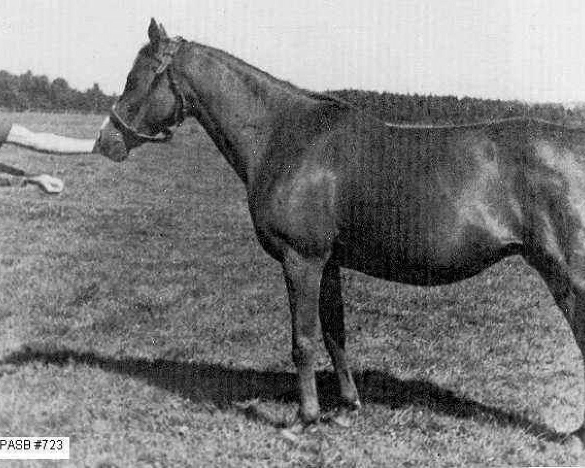 broodmare Iwonka III ox (Arabian purebred, 1932, from Ibn Mahomet ox)