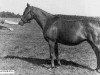 broodmare Iwonka III ox (Arabian thoroughbred, 1932, from Ibn Mahomet ox)