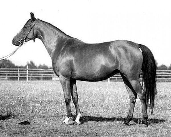 broodmare Arfa ox (Arabian thoroughbred, 1947, from Witraz 1938 ox)