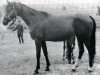 broodmare Harfa ox (Arabian thoroughbred, 1955, from Omar II ox)