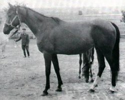 Zuchtstute Harfa ox (Vollblutaraber, 1955, von Omar II ox)