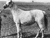 broodmare Haronia ox (Arabian thoroughbred, 1972, from Celebes 1949 ox)