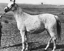 broodmare Haronia ox (Arabian thoroughbred, 1972, from Celebes 1949 ox)