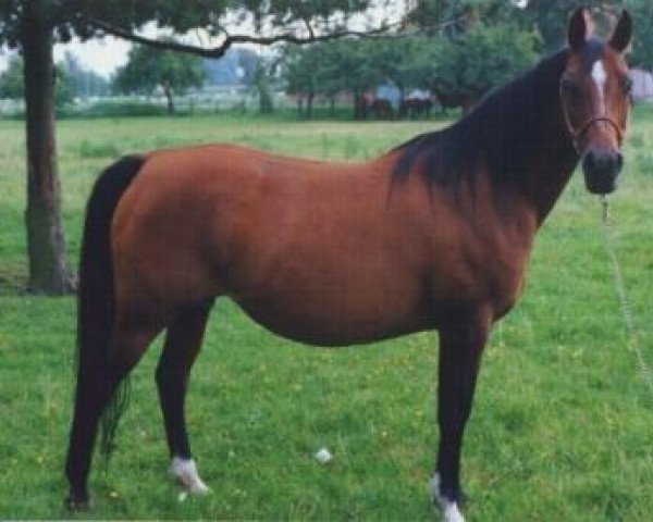 broodmare Humoreska ox (Arabian thoroughbred, 1979, from Andos ox)