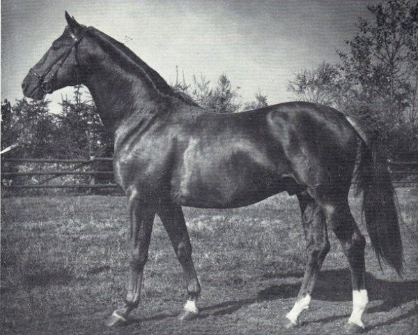 stallion Bergsturm (Trakehner, 1968, from Georgenhorst)