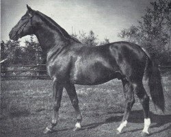 stallion Bergsturm DH 207 (Trakehner, 1968, from Georgenhorst)