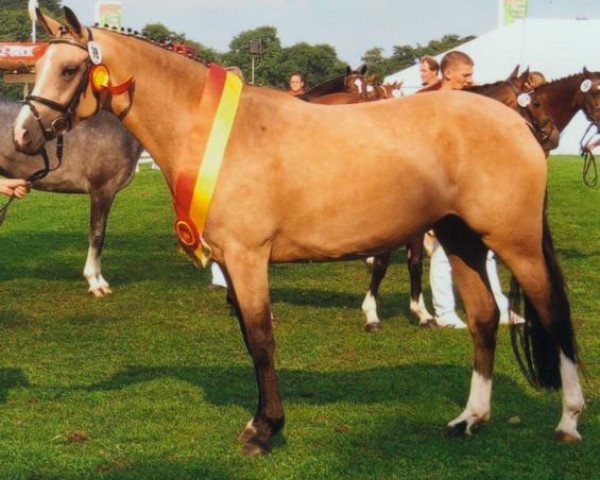 broodmare C-Dur 2 (German Riding Pony, 2004, from FS Champion de Luxe)