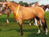 broodmare C-Dur 2 (German Riding Pony, 2004, from FS Champion de Luxe)