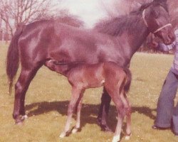 broodmare Jet II (Pony without race description, 1962, from Revel Race)