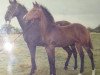 broodmare Jet III (British Riding Pony, 1970, from Mini-Ray xx)