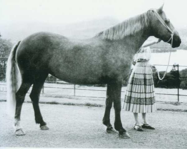 Zuchtstute Trigger (Connemara-Pony,  , von Finnane Rover)