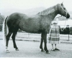 broodmare Trigger (Connemara Pony,  , from Finnane Rover)