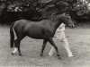 broodmare First Lady (Arab half breed / Partbred, 1959, from Count Rapello ox)