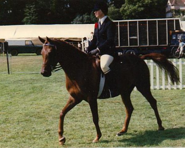 Zuchtstute Briery Lady Mac (British Riding Pony, 1974, von Mcgredy xx)