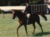 Zuchtstute Briery Lady Mac (British Riding Pony, 1974, von Mcgredy xx)