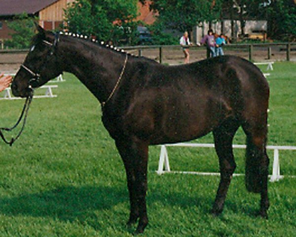 broodmare Rosepark Prelude (German Riding Pony, 1985, from Centurion Torreador)