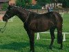 horse Rosepark Prelude (German Riding Pony, 1985, from Centurion Torreador)