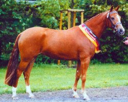 Zuchtstute Raffaela K (Deutsches Reitpony, 1997, von Top Nonstop)