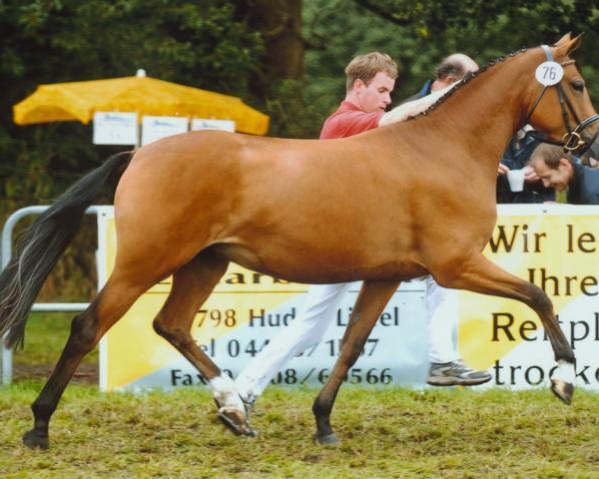 Zuchtstute Rapsody K (Deutsches Reitpony, 2003, von FS Champion de Luxe)