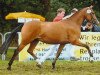 broodmare Rapsody K (German Riding Pony, 2003, from FS Champion de Luxe)