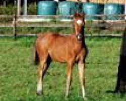 dressage horse Django LS (German Riding Pony, 2013, from Dimension AT NRW)