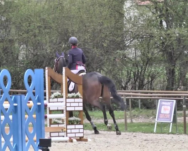 Reitturnier Lampertheim 2021
