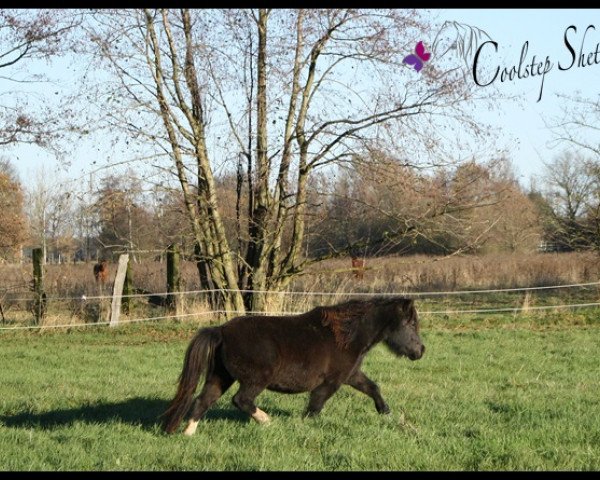 broodmare Lillifee (Shetland Pony, 2008, from Orpheus)