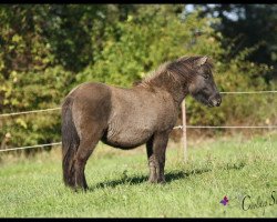 Pferd Coolstep Leni (Shetland Pony, 2012, von Ambitie van de Zandkamp)