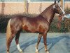 stallion Top Gun I (German Riding Pony, 1989, from Rosedale Tiberius)