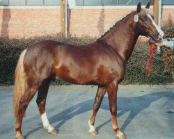 stallion Top Gun I (German Riding Pony, 1989, from Rosedale Tiberius)