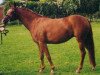 broodmare Toffy (German Riding Pony, 1993, from Top Gun I)
