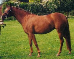 broodmare Toffy (German Riding Pony, 1993, from Top Gun I)