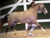 Springpferd Montblanc (Deutsches Reitpony, 2003, von Monte Christo)