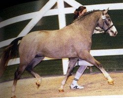 Springpferd Montblanc (Deutsches Reitpony, 2003, von Monte Christo)