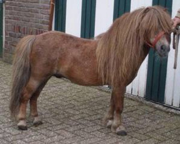 Deckhengst Acquit v. Spuitjesdom (Shetland Pony (unter 87 cm), 1986, von Vorden Buddleia)
