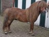 stallion Acquit v. Spuitjesdom (Shetland pony (under 87 cm), 1986, from Vorden Buddleia)