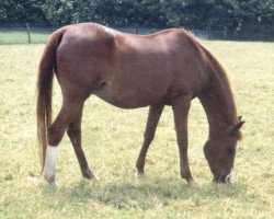 broodmare Myola ox (Arabian thoroughbred,  , from El Meluk ox)