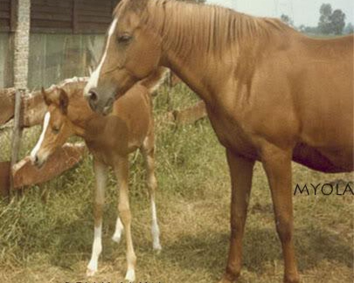 broodmare Reja's Sajka ox (Arabian purebred, 1974, from Nadeem ox)