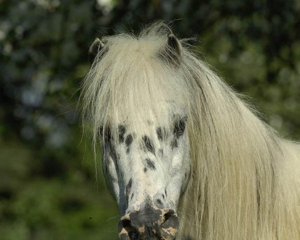 Deckhengst Milord von den Drei Tannen (Dt.Part-bred Shetland Pony, 1981, von Miracle v. Bayern)