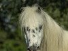 stallion Milord von den Drei Tannen (Dt.Part-bred Shetland pony, 1981, from Miracle v. Bayern)