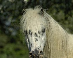 stallion Milord von den Drei Tannen (Dt.Part-bred Shetland pony, 1981, from Miracle v. Bayern)