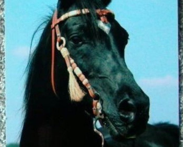 stallion El Abd EAO (Arabian thoroughbred, 1974, from Gharib 1965 EAO)