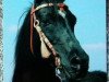 stallion El Abd EAO (Arabian thoroughbred, 1974, from Gharib 1965 EAO)