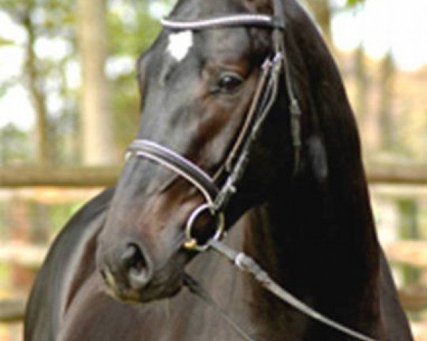 stallion Feiner Bedo (Westphalian, 2004, from Florencio I)