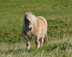 stallion Zico van de Vennen (Shetland pony (under 87 cm), 2006, from Acquit v. Spuitjesdom)