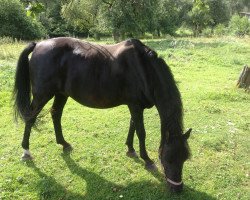 Pferd Aladin (Arabisches Halbblut / Partbred, 1994, von Al Asari ox)