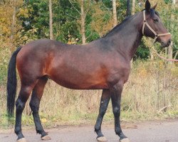 broodmare DS Vecura (Oldenburg, 1994, from Calvador)