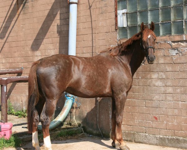 horse Granny (Rhinelander, 2002, from Goethe)