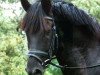 dressage horse Habilidoso de la Luz (Rhinelander, 2009, from Hosco de la Luz)